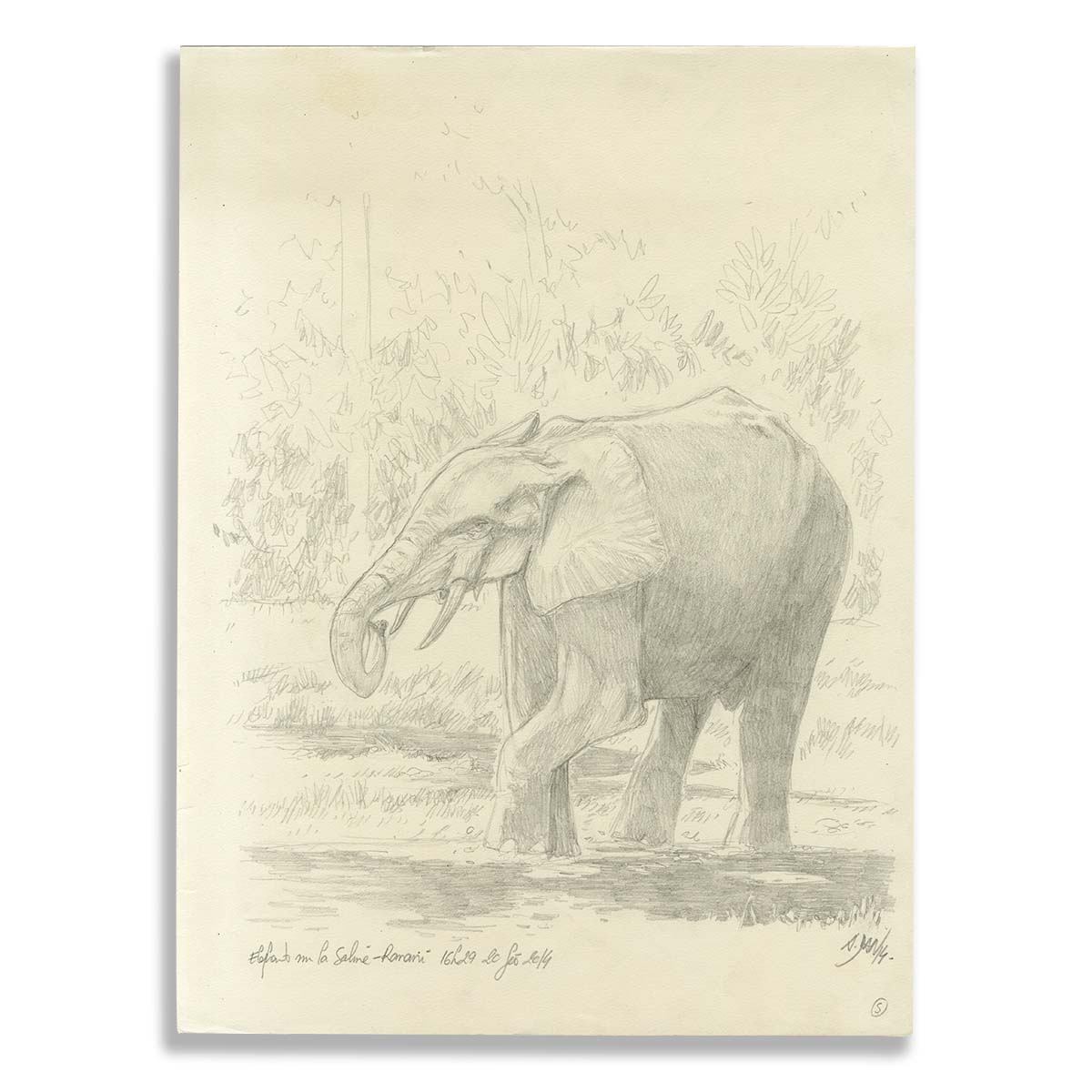 Illustration originale A.Dan, Eléphant, Des gorilles et des hommes